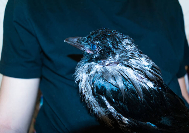 Wet cub of a gray crow with blue eyes sits in the arms of a young caucasian guy. Close-up. The concept of pets and animal care. In home. - Photo, Image