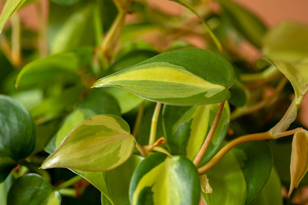 Close up foglie variegate Philodendron Brasil su uno sfondo arancione. Sfocatura e concentrazione selettiva. Primo piano sfocato.  - Foto, immagini