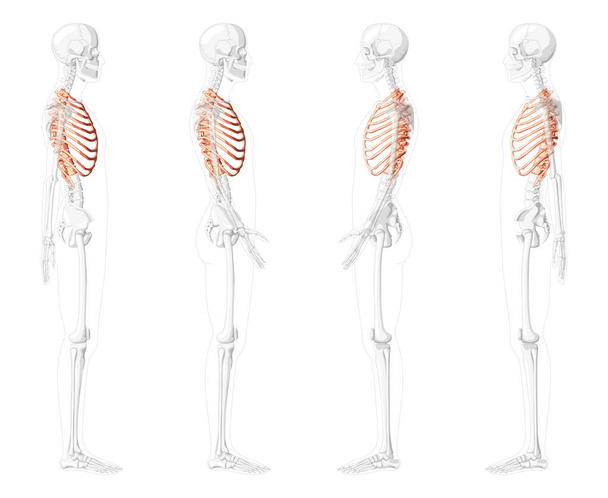 Комплект реберных клеток Скелет Человеческий боковой вид с частично прозрачным скелетом. Анатомически корректная реалистичная концепция натурального цвета Векторная иллюстрация на белом фоне - Вектор,изображение