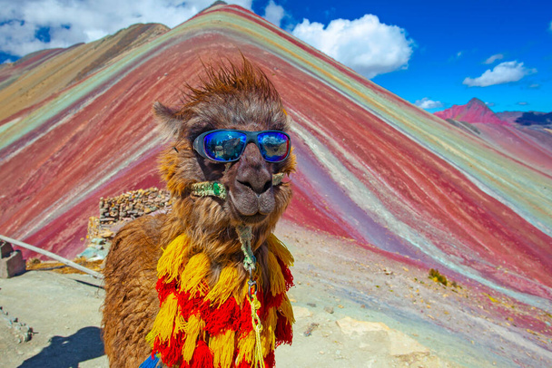 Кумедний Альпака (Лама - Пакос) поблизу гори Вінікунка, знаменитий пункт призначення в Андах (Перу). - Фото, зображення