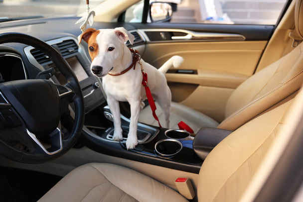 Jack Russel Terrier in car. Adorable pet - Foto, afbeelding