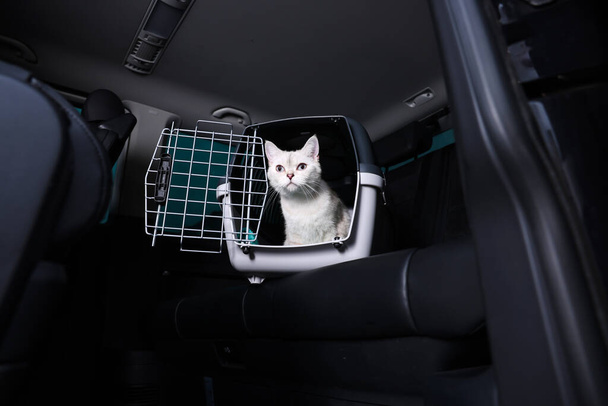Cute white British Shorthair cat inside pet carrier in car - Foto, afbeelding