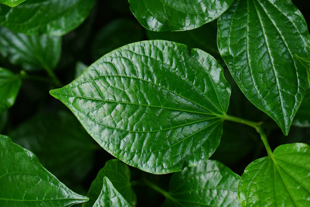 betelblad is een medicinale plant die wordt gebruikt voor het koken - Foto, afbeelding