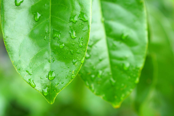 water droplets on leaves in rainy season world environment day - Фото, изображение