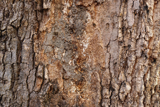 bark background There are cracks in the bark. - Photo, Image