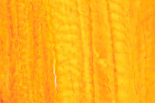 Emberi fehérszálas porc mikroszkóp alatt a laborban. - Fotó, kép