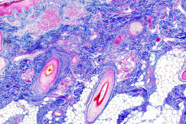 Scalp en haarfollikels van de mens onder de microscoop in Lab. - Foto, afbeelding