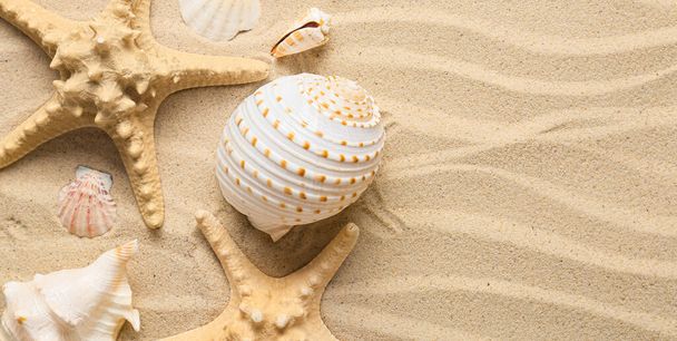 Diferentes conchas marinas y estrellas de mar en arena de playa con espacio para el texto - Foto, Imagen