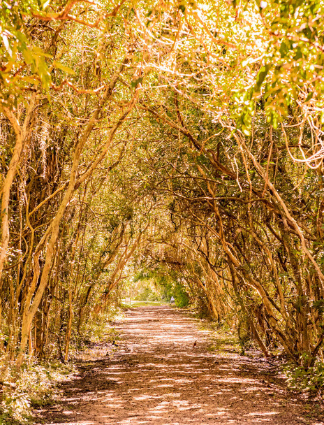 Paisaje vertical otoñal de un hermoso sendero con árboles como telón de fondo en el Parque Provincial Ibera Wetlands, Corrientes, Argentina - Foto, Imagen