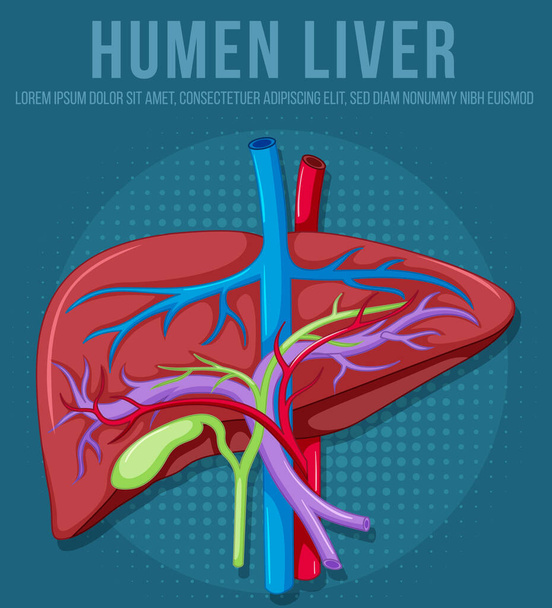 Human internal organ with liver illustration - Vetor, Imagem