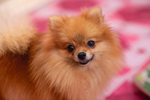 Lindo, esponjoso, perro pequeño con color naranja. Raza pomerania - Foto, Imagen