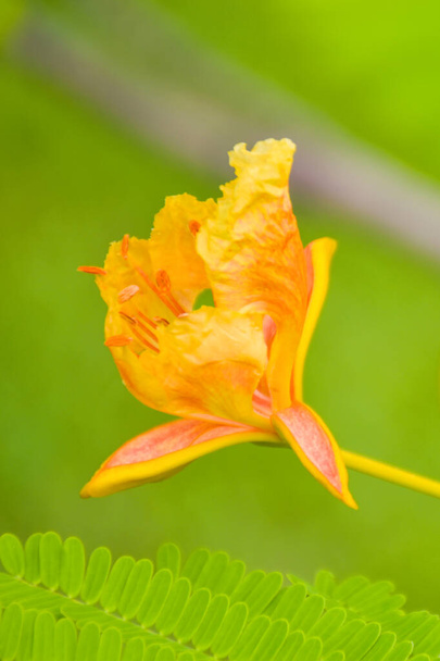  Tavuskuşu kuyruğu çiçekleri Chatuchak Park, Bangkok, Tayland 'da çiçek açıyor. Doğal güzellik. - Fotoğraf, Görsel