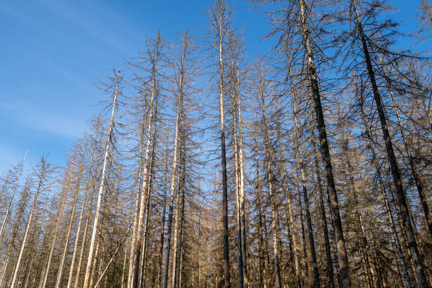 Dead spruces following bark beetle infestation. The consequence of global warming. - Photo, Image