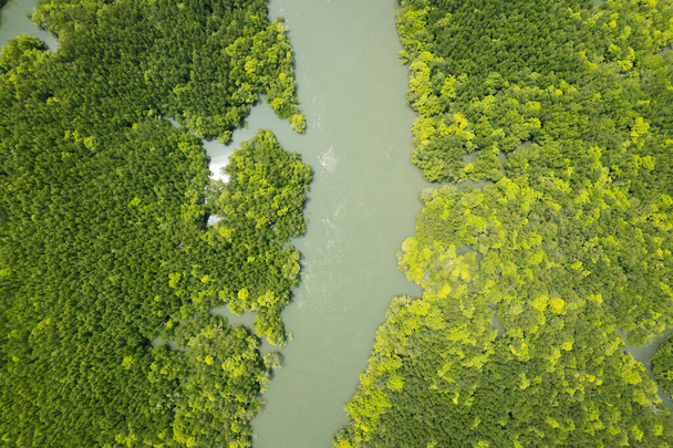 Increíble bosque de manglar abundante Vista aérea de los árboles forestales Ecosistema de selva tropical y ambiente saludable Fondo Textura de árboles verdes Bosque de arriba abajo Vista de ángulo alto - Foto, imagen