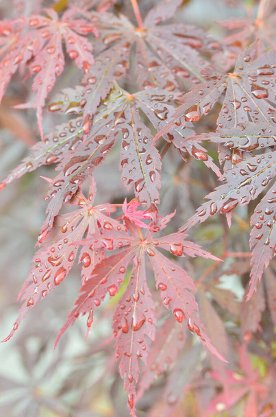 Czerwone liście klonu japońskiego (Acer japonicum) na rozmytym tle w parku z kroplami porannej rosy - Zdjęcie, obraz