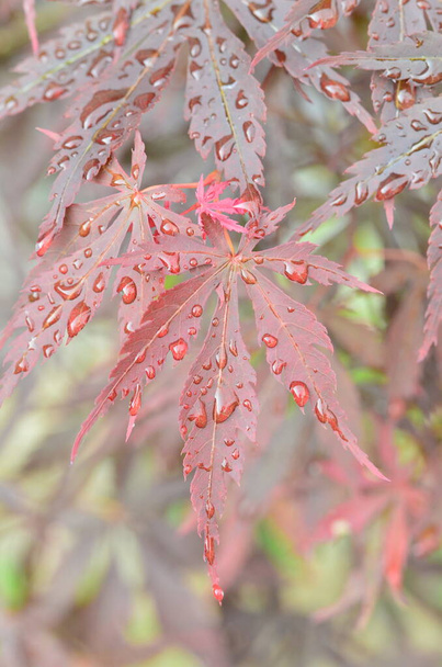 Červené listy japonského javoru (Acer japonicum) na rozmazaném pozadí v parku s kapkami ranní rosy - Fotografie, Obrázek