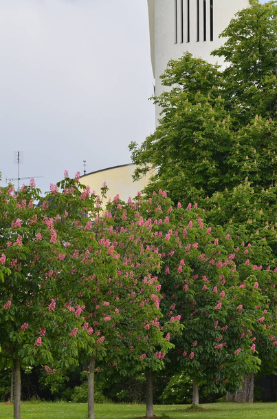 makro pohled strom červeného kaštanu, květiny, červený kaštan, Aesculus carnea, hybridní Aesculus hippocastanum, Aesculus pavia - Fotografie, Obrázek