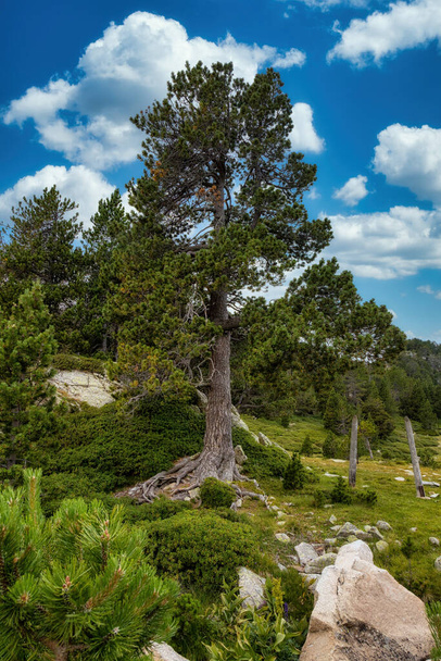 Mountain pine tree in a Spanish Pyrenees - Photo, Image
