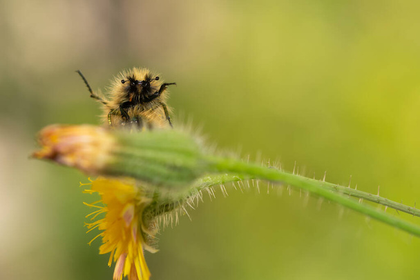 Glaphyrid escarabajo de cerca mirada en la parte superior de una flor. Macro foto. - Foto, Imagen