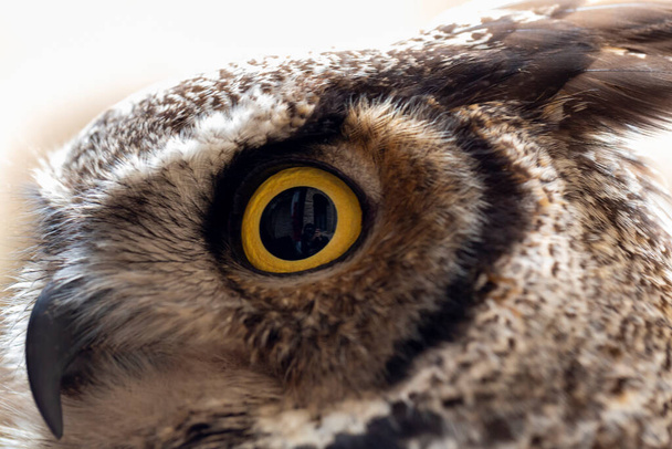 sowa dziewicza sowa orła dziewiczego sowa Bubo virginianus zbliżenie z żółtymi oczami. Wysokiej jakości zdjęcie - Zdjęcie, obraz
