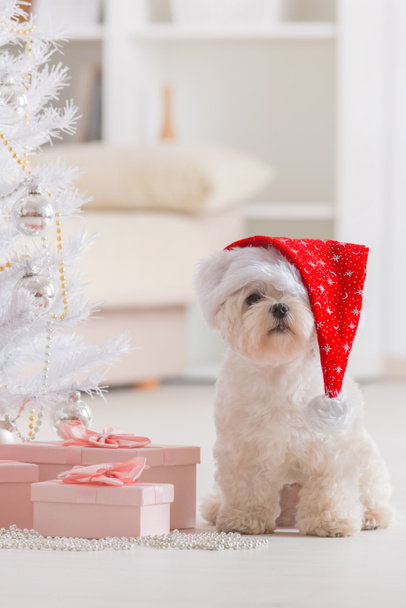 Little dog wearing Santa Claus hat - Photo, Image