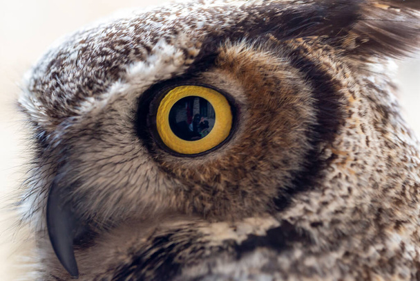 virginian owl virginian eagle owl Bubo virginianus close-up with yellow eyes. Photo de haute qualité - Photo, image