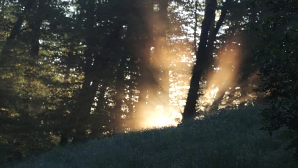ストックホルム、スウェーデン朝の太陽光線は、ドロットンホルム公園の森を通して輝きます.  - 映像、動画
