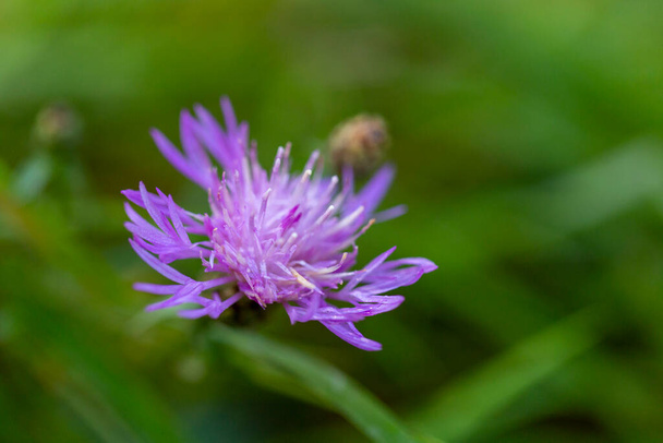 Центавра стоїть фіолетова квітка на полях у сонячний день. Високоякісна фотографія
 - Фото, зображення