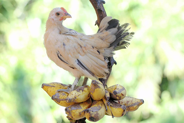 Una pollastrella è arroccata in un mucchio di banane. Questo animale ha il nome scientifico Gallus gallus domesticus. - Foto, immagini