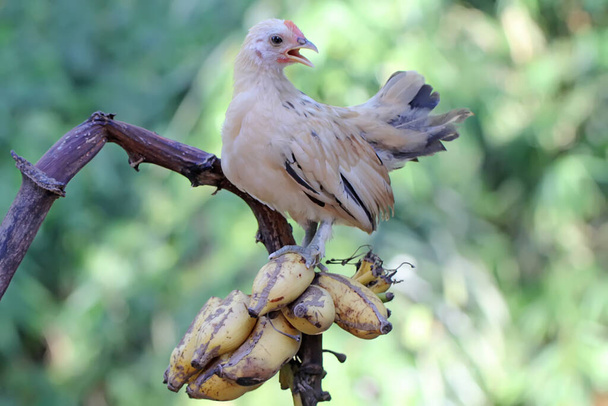 A chick isperched in a bunch of bananas. This animal has the scientific name Gallus gallus domesticus. - Photo, Image