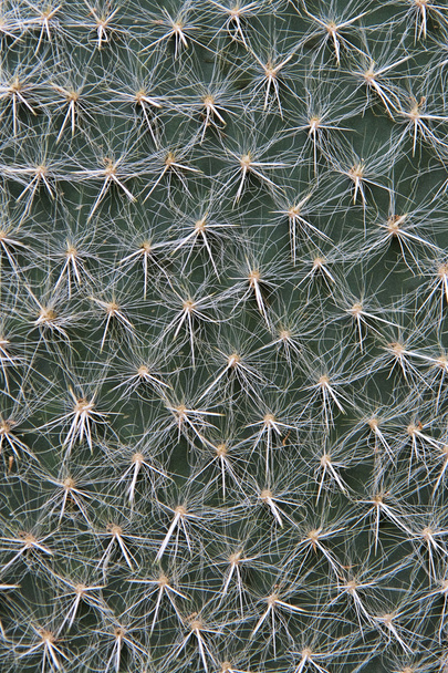 Cactus Leaf - Foto, afbeelding