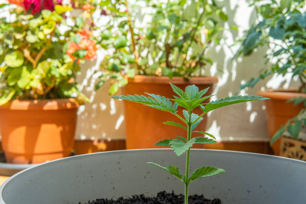 Κοντινό πλάνο ενός φυτού μαριχουάνας, της Cannabis sativa, σε κατάσταση βλάστησης σε έναν αστικό κήπο για αυτοκατανάλωση - Φωτογραφία, εικόνα