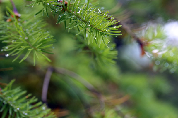 ялиця Гілка дерева
 - Фото, зображення