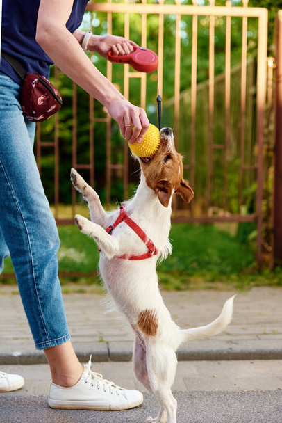 Frau geht mit Hund spazieren, Herrchen spielt mit Haustier an Stadtstraße, Hund beißt Ball in Frauenhand - Foto, Bild