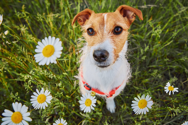 Netter Hund sitzt im grünen Gras mit Kamillenblüten und blickt in die Kamera, Haustier-Porträt auf der Sommerwiese - Foto, Bild