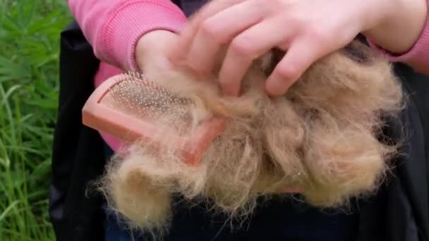 Довге проливаюче пальто собаки на гребінці для домашніх тварин крупним планом в руках дівчини на відкритому повітрі. Розчісування собачого волосся за допомогою інструменту грумера, пошкодження видалення хутра, чищення пухнастої породи цуценя. Надлишок сезонного догляду за випаданням волосся
 - Кадри, відео