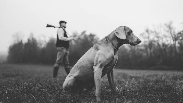 Hunter man with dog in traditional shooting clothes on field holding shotgun, black and white photo. - Photo, Image