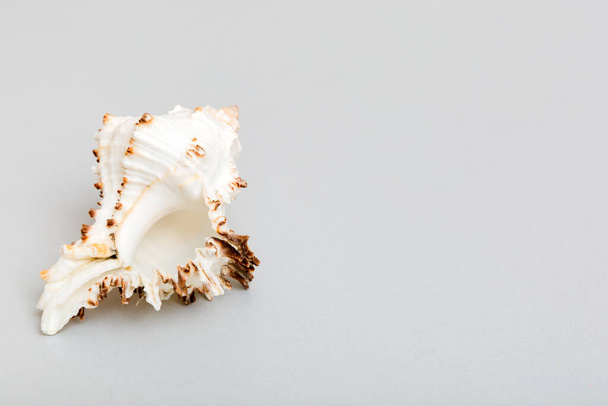 Beach seashells on colored background. Mock up with copy space. - 写真・画像