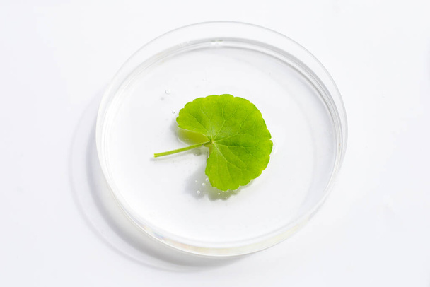 Foglie fresche di gotu kola in piatti di Petri su sfondo bianco. - Foto, immagini