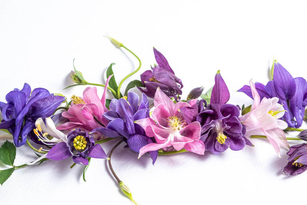 Festive floral background. Close up floral layout of pink and violet flowers of aquilegia on a white background. Top view, flat lay. Flowers border and copy space.  - Fotoğraf, Görsel