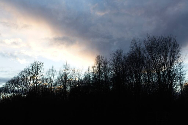 Zachód słońca w lesie - Zdjęcie, obraz