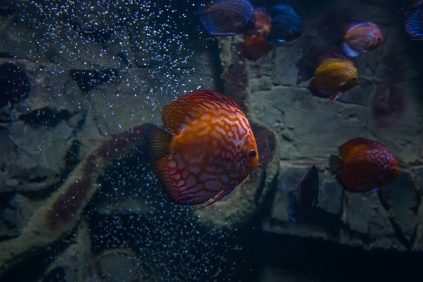 魚の解剖。暗い水族館で水中Symphyodon aequifasciatusハト - 写真・画像
