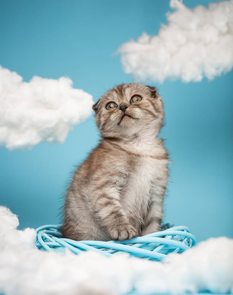Грайливе сіре шотландське кошеня з довгими вусами сидить на задніх ногах всередині кола, сплетеного з лози, і дивиться на синій фон. Небо з багатьма білими пухнастими хмарами.. - Фото, зображення