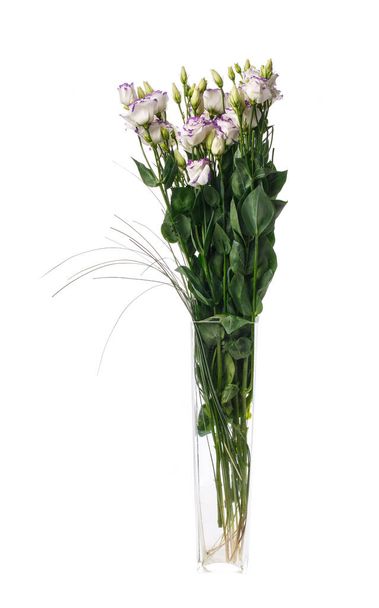 Красивые бледно-фиолетовые цветы эустомы в высокой стеклянной вазе изолированы на белом фоне. - Фото, изображение