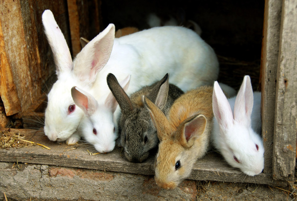 Bunny konijnen familie - Foto, afbeelding