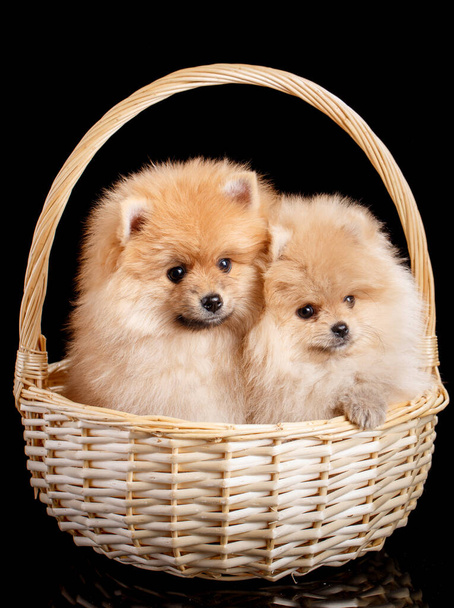 Два прекрасных Померанских щенка Spitz сидят в плетеной корзине на черном фоне в студии. Животные. - Фото, изображение