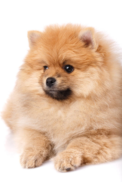 Red-haired Pomeranian Spitz lies and looks to the side. Portrait on a white background. Clouse up. - Photo, Image