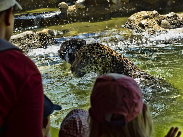 A pair of Jaguars, Panthera onca, swim in the water by the glass and play with the children. - Fotografie, Obrázek