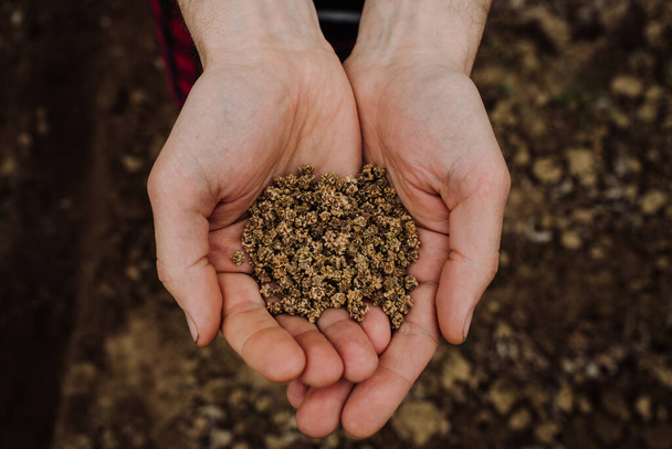 a handful of beet seeds for sowing in men's hands. Vegetables growing. Man sows beets - Zdjęcie, obraz
