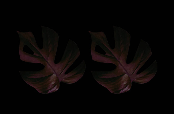 Vista superior, Sombra dois monstera tropical selva planta mais escura cor violeta folha isolada em preto para fundo ou ilustração. ícone folhas padrão - Foto, Imagem